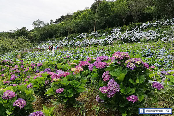 2020繡球花季【高家繡球花第三園區】萬里繡球花田/藍白繡球花田/網紅婚紗拍照景點