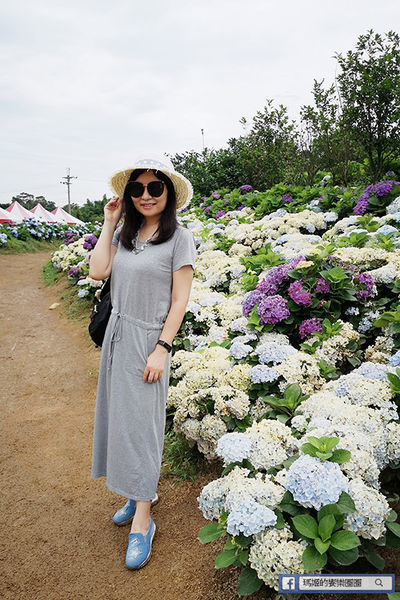2020繡球花季【高家繡球花第三園區】萬里繡球花田/藍白繡球花田/網紅婚紗拍照景點