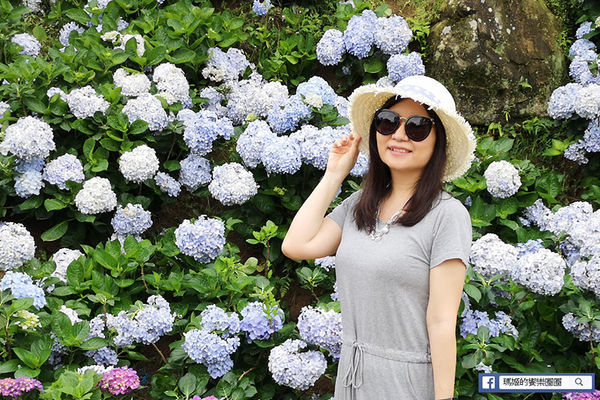 2020繡球花季【高家繡球花第三園區】萬里繡球花田/藍白繡球花田/網紅婚紗拍照景點