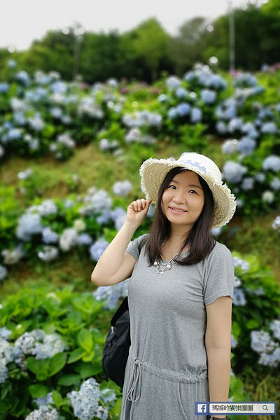 2020繡球花季【高家繡球花第三園區】萬里繡球花田/藍白繡球花田/網紅婚紗拍照景點