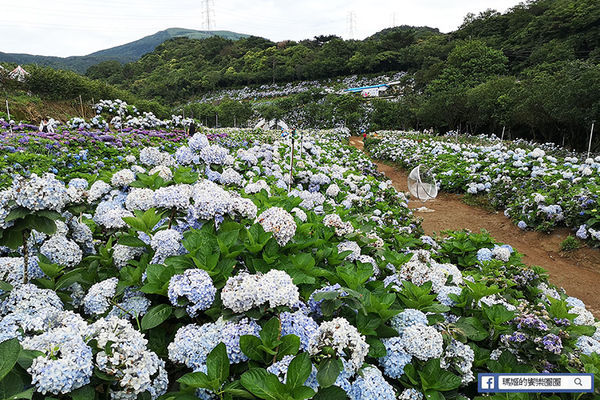 2020繡球花季【高家繡球花第三園區】萬里繡球花田/藍白繡球花田/網紅婚紗拍照景點
