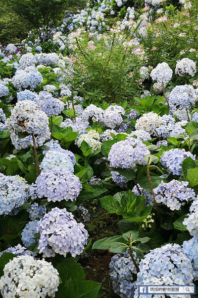 2020繡球花季【高家繡球花第三園區】萬里繡球花田/藍白繡球花田/網紅婚紗拍照景點