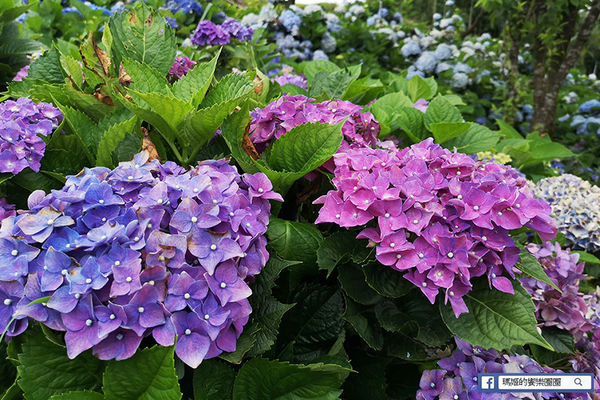 2020繡球花季【高家繡球花第三園區】萬里繡球花田/藍白繡球花田/網紅婚紗拍照景點