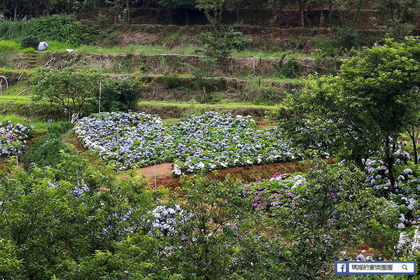 2020繡球花季【高家繡球花第三園區】萬里繡球花田/藍白繡球花田/網紅婚紗拍照景點