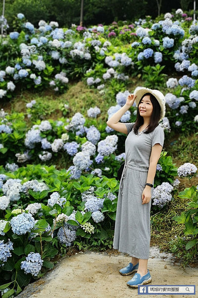 2020繡球花季【高家繡球花第三園區】萬里繡球花田/藍白繡球花田/網紅婚紗拍照景點