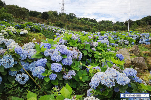 2020繡球花季【高家繡球花第三園區】萬里繡球花田/藍白繡球花田/網紅婚紗拍照景點