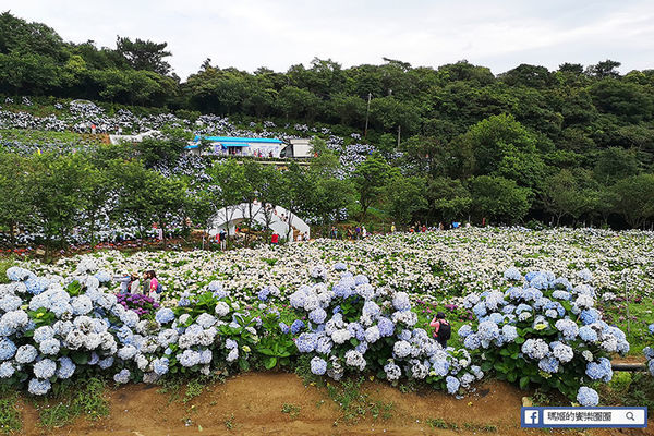 2020繡球花季【高家繡球花第三園區】萬里繡球花田/藍白繡球花田/網紅婚紗拍照景點