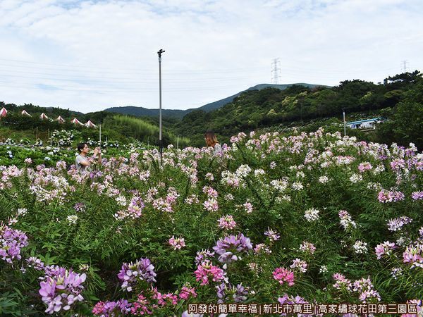 高家繡球花田第三園區04-醉蝶花區.JPG