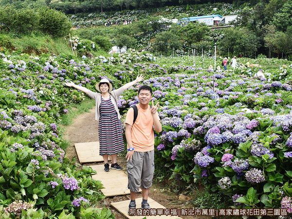 高家繡球花田第三園區07-繡球花道.JPG