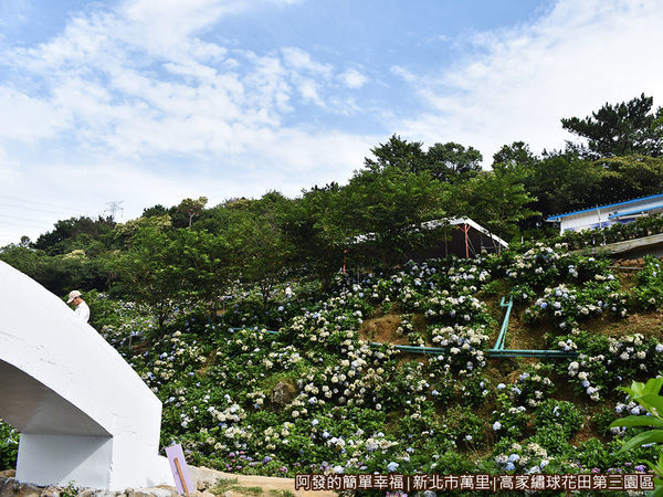 高家繡球花田第三園區14-開滿山坡的繡球花.JPG