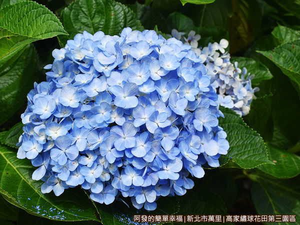 高家繡球花田第三園區20-藍色繡球花.JPG