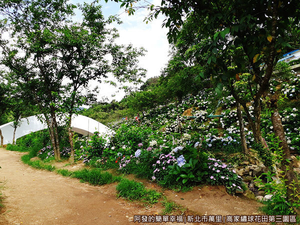高家繡球花田第三園區11-通往山坡的小拱橋.jpg