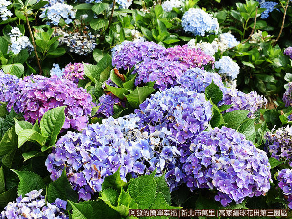 高家繡球花田第三園區12-繡球花叢.JPG