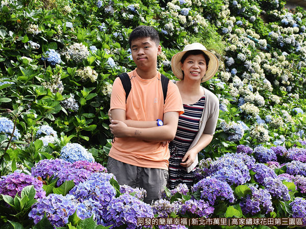 高家繡球花田第三園區17-繡球花叢中留影.JPG