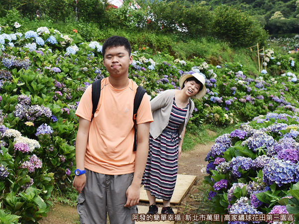 高家繡球花田第三園區08-繡球花道-花開茂密.JPG