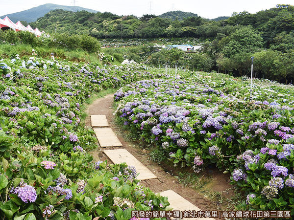 高家繡球花田第三園區03-繡球花道.JPG