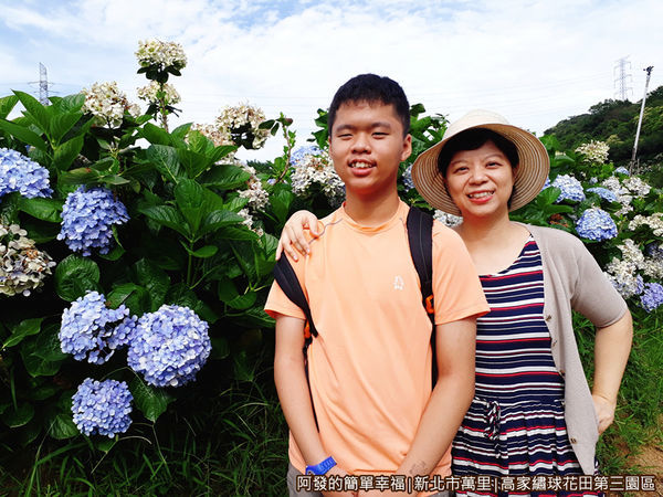 高家繡球花田第三園區09-花道旁的繡球花.jpg