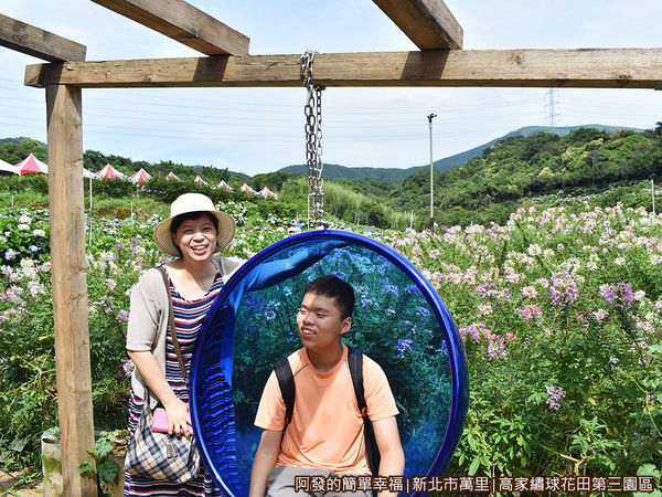 高家繡球花田第三園區05-醉蝶花區-鞦韆.JPG