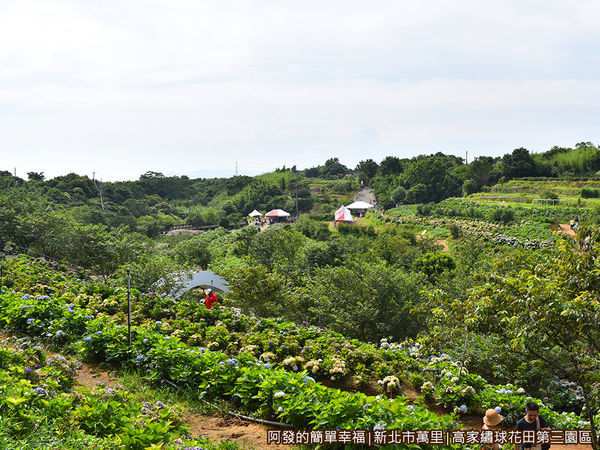 高家繡球花田第三園區23-山坡上的視野.JPG