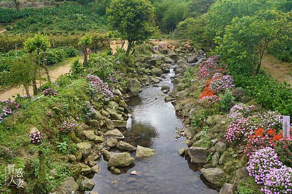 高家繡球花田第三園區2022 (2).jpg