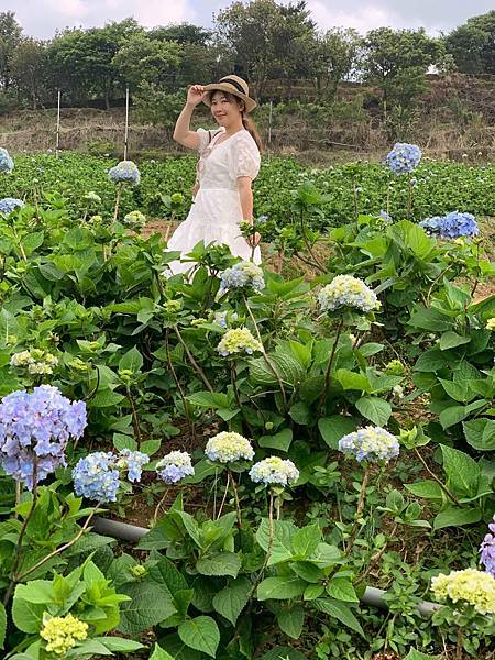 高家繡球花田第三園區2022 (10).jpg