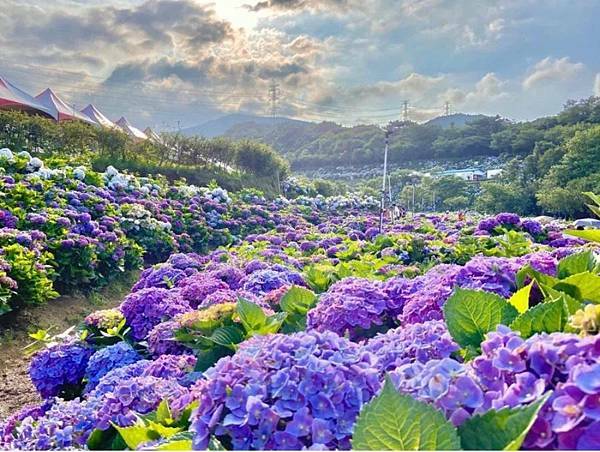高家繡球花田第三園區2022 (17).jpg