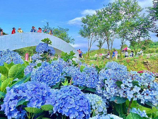 高家繡球花田第三園區2022 (16).jpg