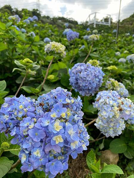 高家繡球花田第三園區2022 (9).jpg