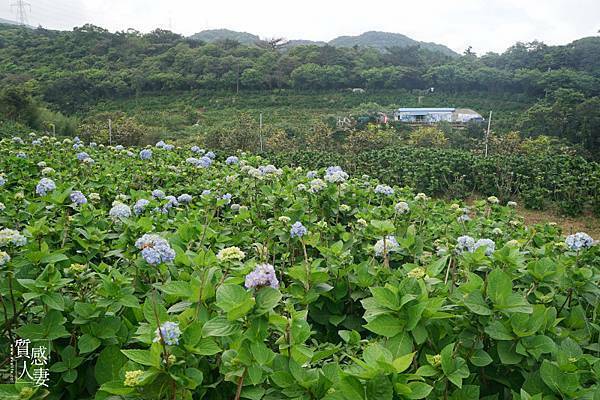 高家繡球花田第三園區2022 (11).jpg