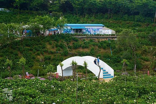 高家繡球花田第三園區2022 (3).jpg