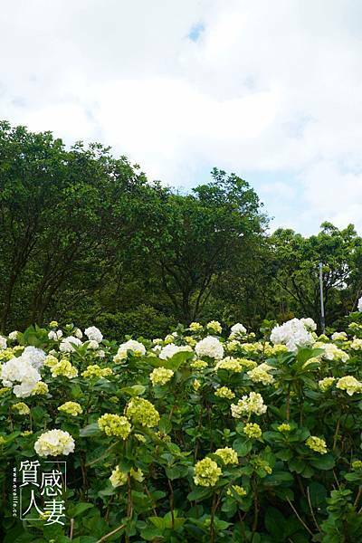 高家繡球花田第三園區2022 (7).jpg