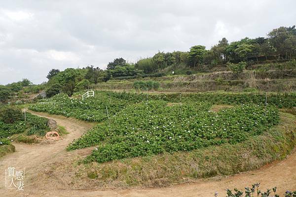 高家繡球花田第三園區2022 (5).jpg