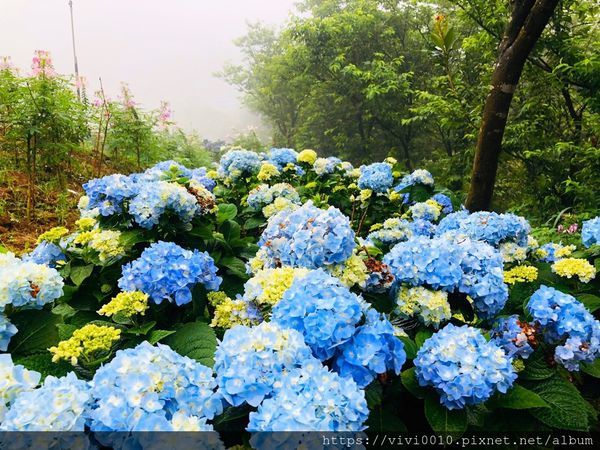 高家繡球花_200511_0025.jpg