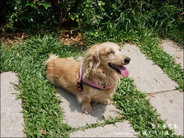 獵犬不打獵-18.jpg