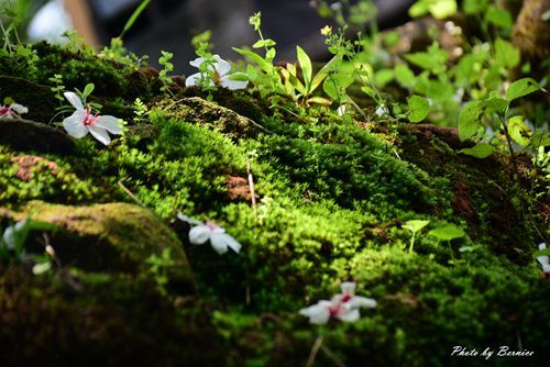 0501 2-焦碳窯11.jpg