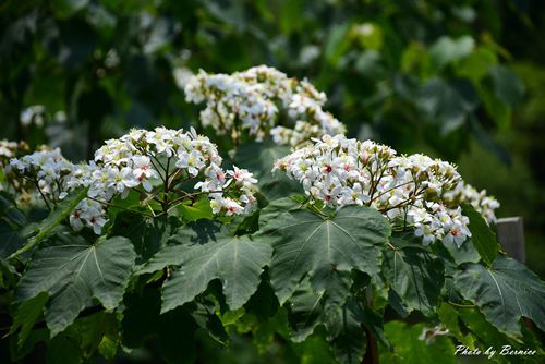 0501 2-焦碳窯06.jpg