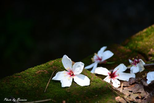 0501 2-焦碳窯13.jpg