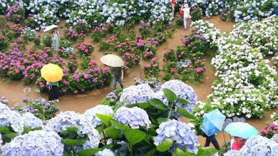 中壢社大週四趴趴走-陽明山竹子湖、水車寮步道、繡球花季