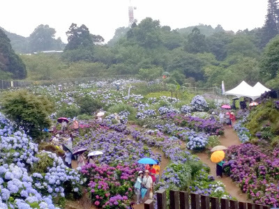 中壢社大週四趴趴走-陽明山竹子湖、水車寮步道、繡球花季