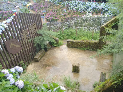 中壢社大週四趴趴走-陽明山竹子湖、水車寮步道、繡球花季