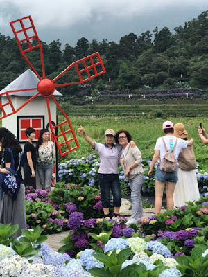 中壢社大週四趴趴走-陽明山竹子湖、水車寮步道、繡球花季