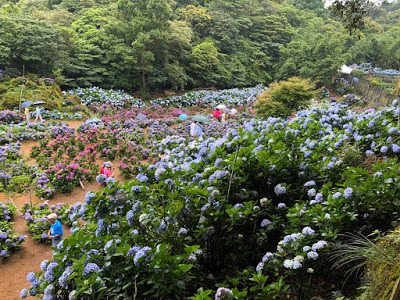 中壢社大週四趴趴走-陽明山竹子湖、水車寮步道、繡球花季