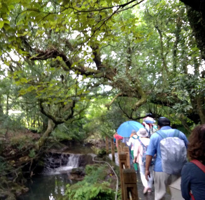 中壢社大週四趴趴走-陽明山竹子湖、水車寮步道、繡球花季