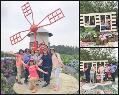 中壢社大週四趴趴走-陽明山竹子湖、水車寮步道、繡球花季