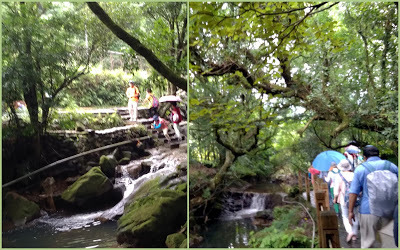 中壢社大週四趴趴走-陽明山竹子湖、水車寮步道、繡球花季