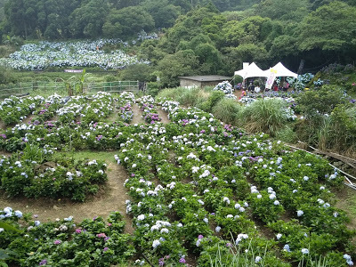 中壢社大週四趴趴走-陽明山竹子湖、水車寮步道、繡球花季