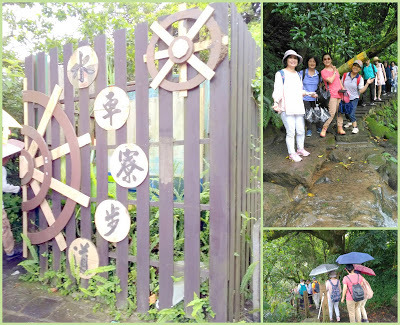 中壢社大週四趴趴走-陽明山竹子湖、水車寮步道、繡球花季