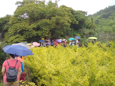 中壢社大週四趴趴走-陽明山竹子湖、水車寮步道、繡球花季