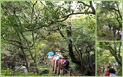 中壢社大週四趴趴走-陽明山竹子湖、水車寮步道、繡球花季