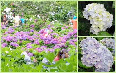 中壢社大週四趴趴走-陽明山竹子湖、水車寮步道、繡球花季